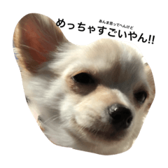 [LINEスタンプ] うちの犬シリーズ 