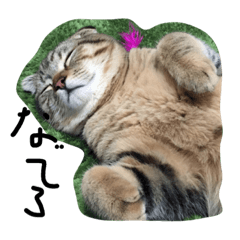 [LINEスタンプ] 俺、猫