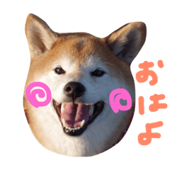 [LINEスタンプ] 柴犬 ふうたん