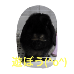[LINEスタンプ] ホーランドロップ   イブ君