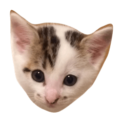 [LINEスタンプ] カンカン 猫