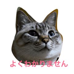 [LINEスタンプ] はなまち専用