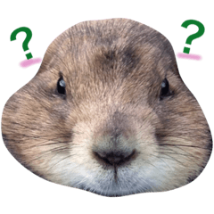 [LINEスタンプ] プレーリードッグのダイナさん