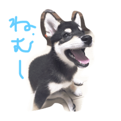 [LINEスタンプ] 黒柴こむぎβ