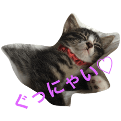 [LINEスタンプ] うちねこタビ