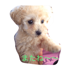 [LINEスタンプ] トイプードル   XOXO