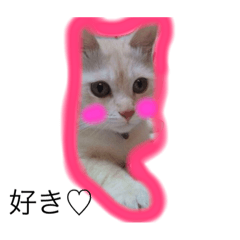 [LINEスタンプ] 猫様スタンプ