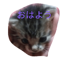 [LINEスタンプ] 子猫の日常生活