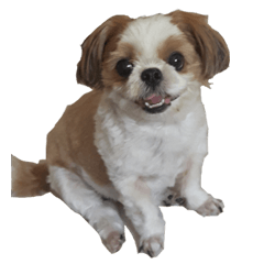 [LINEスタンプ] Meimei - The Cute Little Dog