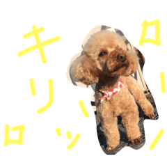 [LINEスタンプ] くんぺーーーー用