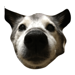 [LINEスタンプ] 雑種犬ゴロとナナ