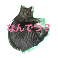 [LINEスタンプ] ドーラでつ