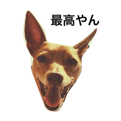 [LINEスタンプ] 愛犬タケヲ2