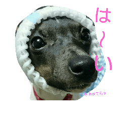 [LINEスタンプ] 日テリだよ。
