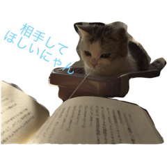 [LINEスタンプ] ふてぶてしのにゃん