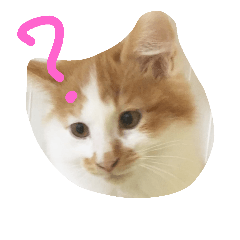 [LINEスタンプ] ラテさんスタンプ