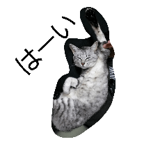 [LINEスタンプ] うちの猫さん2