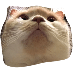 [LINEスタンプ] 猫ねこcat