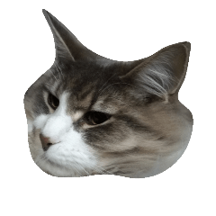 [LINEスタンプ] ノルウェージャン 猫ねこ ベジくん