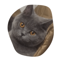 [LINEスタンプ] menma cat