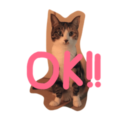 [LINEスタンプ] 我が家のどうぶつたち