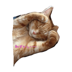 [LINEスタンプ] 茶トラのナツくん