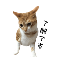 あさひと愉快な仲間たち