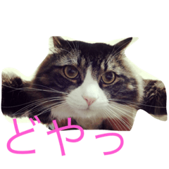 [LINEスタンプ] もふねこ ぴんた先輩の日常