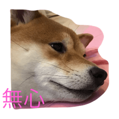 [LINEスタンプ] 柴犬のこむぎ