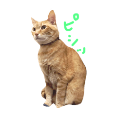 [LINEスタンプ] るーたんとあーにゃん