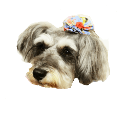 [LINEスタンプ] 三姉妹犬
