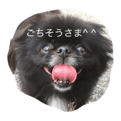 [LINEスタンプ] ポメ狆チョロすけ