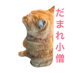 [LINEスタンプ] すれ猫。