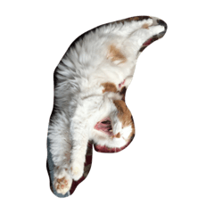 [LINEスタンプ] 猫のみぃくん