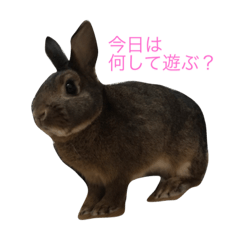 [LINEスタンプ] ネザーなうさぎさん01