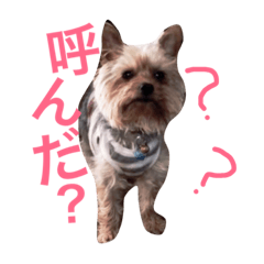[LINEスタンプ] おいぬず スタンプ