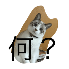 [LINEスタンプ] コリキ