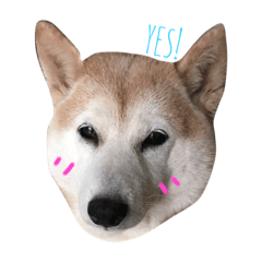 [LINEスタンプ] SHIBAROLL