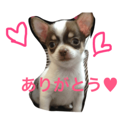 [LINEスタンプ] チロル♡
