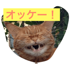 [LINEスタンプ] 猫ら