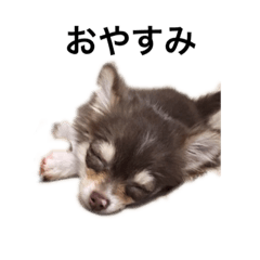 [LINEスタンプ] チワワのココアちゃん ver.幼年期2