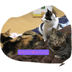 [LINEスタンプ] 愉快な猫ちゃんたち