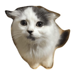 [LINEスタンプ] まろきち君