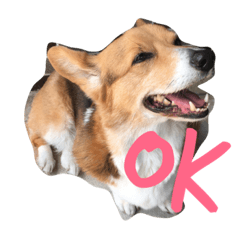 [LINEスタンプ] コーギーのこたちゃん