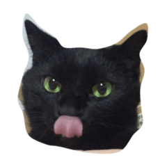 [LINEスタンプ] かわいいウィリー