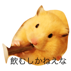 [LINEスタンプ] キンタと愉快な仲間達
