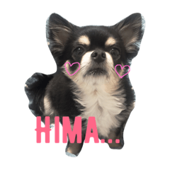 [LINEスタンプ] チワワと馬【完璧個人用】