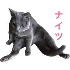 [LINEスタンプ] うちんち専用