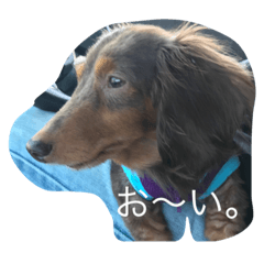 [LINEスタンプ] ココアちゃん