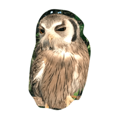 [LINEスタンプ] 梟
